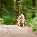 bulldog-sits-in-park-dog-photographer